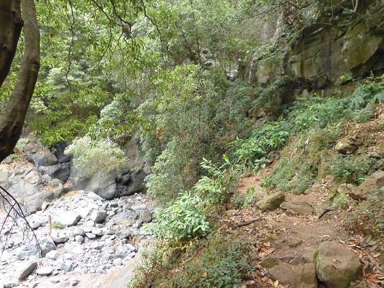 25.07.2013 Levadas dos Tornos und do Bom Sucesso — Abstieg zur Levada do Bom Sucesso — Foto 15