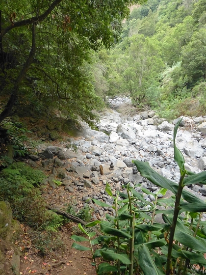 25.07.2013 Levadas dos Tornos und do Bom Sucesso — Abstieg zur Levada do Bom Sucesso — Foto 16