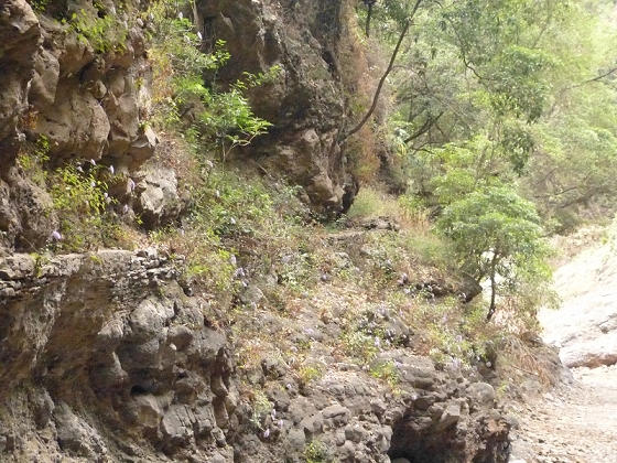 25.07.2013 Levadas dos Tornos und do Bom Sucesso — Levada do Bom Sucesso — Foto 12
