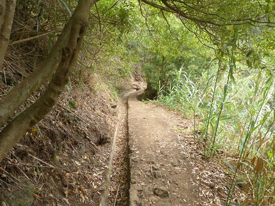 25.07.2013 Levadas dos Tornos und do Bom Sucesso — Levada do Bom Sucesso — Foto 31