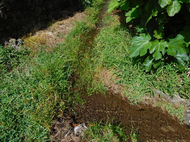 25 July 2015 3 Levadas around Ginjas — Levada da Ginjas — photo 1
