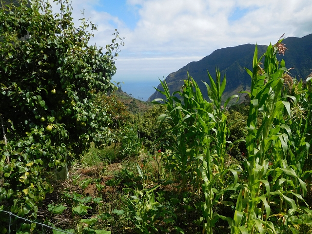 25 July 2015 3 Levadas around Ginjas — Levada da Ginjas — photo 10