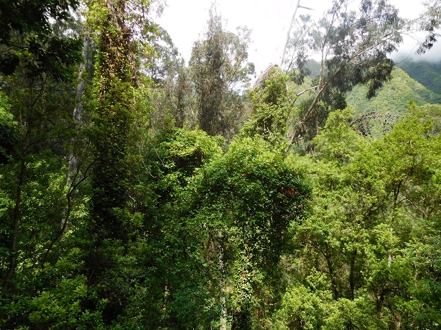 25 July 2015 3 Levadas around Ginjas — Levada da Ginjas — photo 17