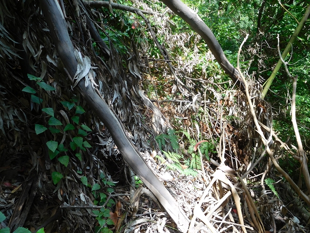 25 July 2015 3 Levadas around Ginjas — Levada da Ginjas — photo 19