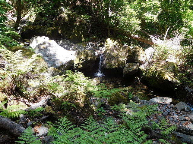 25 July 2015 3 Levadas around Ginjas — Levada do Lanço — photo 16