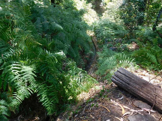25 July 2015 3 Levadas around Ginjas — Levada do Lanço — photo 18