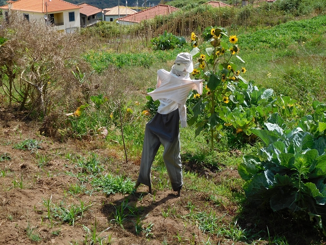 25 July 2015 3 Levadas around Ginjas — Levada da Ginjas — photo 4