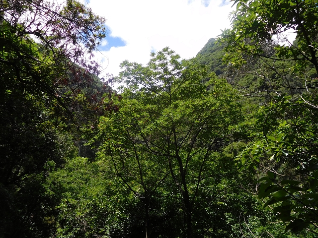 25 July 2015 3 Levadas around Ginjas — Levada do Lanço — photo 24