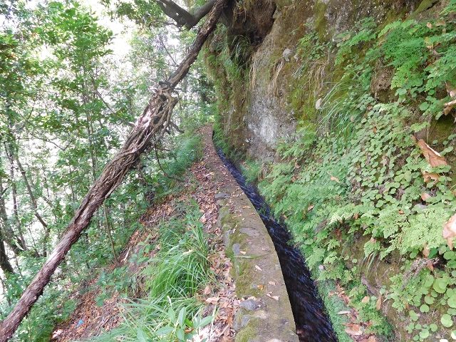25 July 2015 3 Levadas around Ginjas — Levada do Lanço — photo 26
