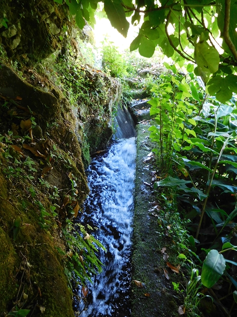 25 July 2015 3 Levadas around Ginjas — Levada do Lanço — photo 30