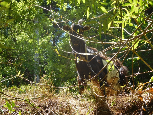 25 July 2015 3 Levadas around Ginjas — Levada do Lanço — photo 34