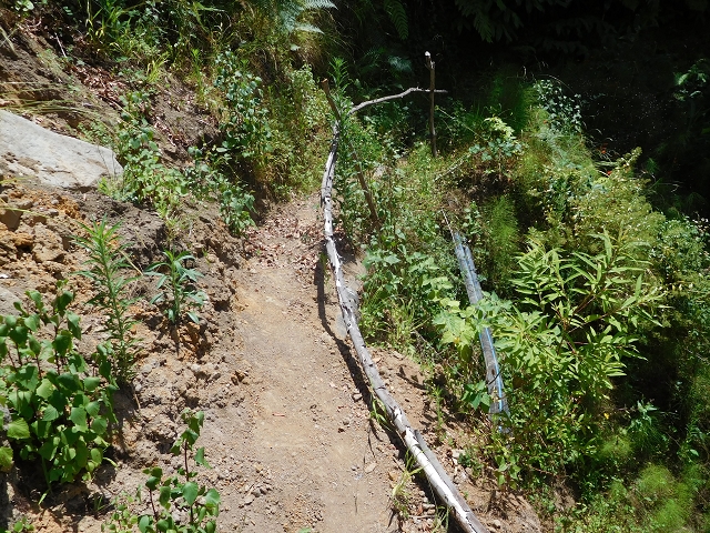25 July 2015 3 Levadas around Ginjas — Levada do Lanço — photo 36