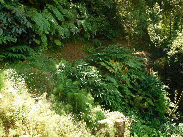 25 July 2015 3 Levadas around Ginjas — Levada do Lanço — photo 37