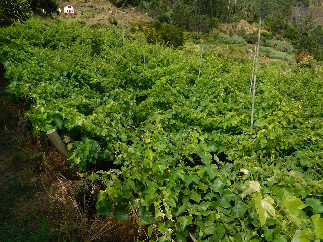 25 July 2015 3 Levadas around Ginjas — Levada da Ginjas — photo 6