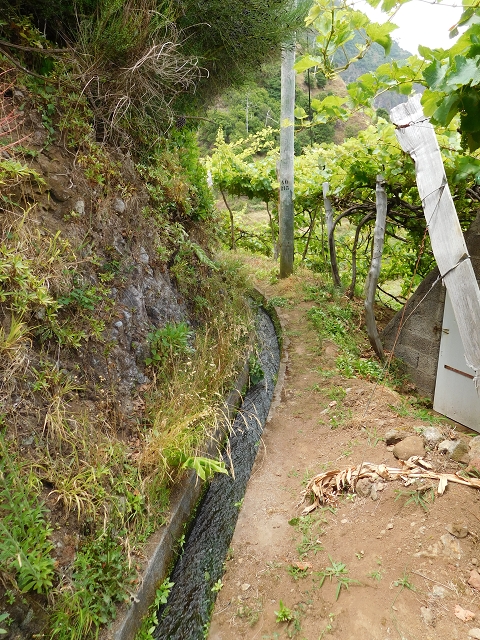 25 July 2015 3 Levadas around Ginjas — Levada da Ribeira do Passo as far as the end — photo 2