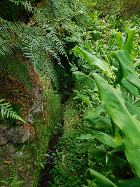 25 July 2015 3 Levadas around Ginjas — Levada da Ribeira do Passo as far as the end — photo 9