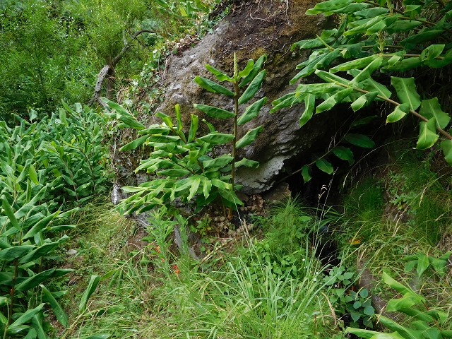 25 July 2015 3 Levadas around Ginjas — Levada da Ribeira do Passo as far as the end — photo 10