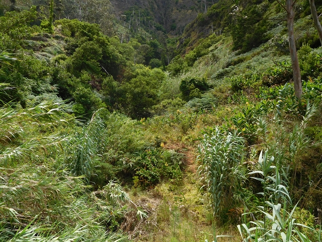 25 July 2015 3 Levadas around Ginjas — Levada da Ribeira do Passo as far as the end — photo 18