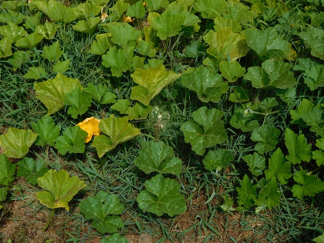 25 July 2015 3 Levadas around Ginjas — Levada da Ginjas — photo 8