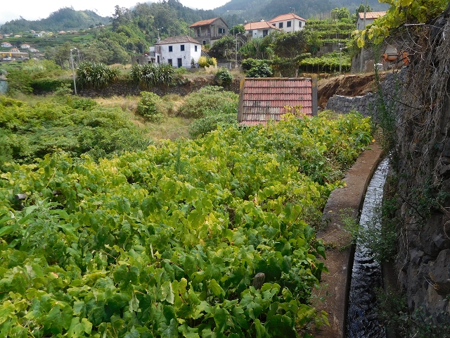 25 July 2015 3 Levadas around Ginjas — Levada da Ribeira do Passo to the Madre and back — photo 5