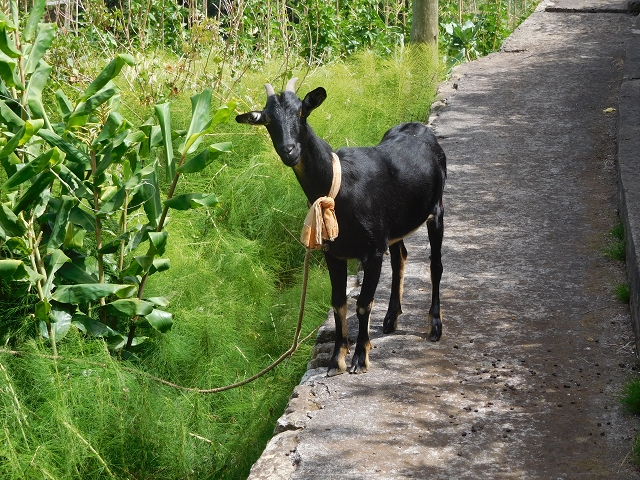 25 July 2015 3 Levadas around Ginjas — Levada da Ribeira do Passo to the Madre and back — photo 11