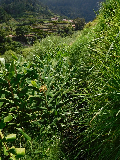 25 July 2015 3 Levadas around Ginjas — Levada da Ribeira do Passo to the Madre and back — photo 12