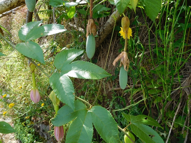 25 July 2015 3 Levadas around Ginjas — Levada da Ginjas — photo 9