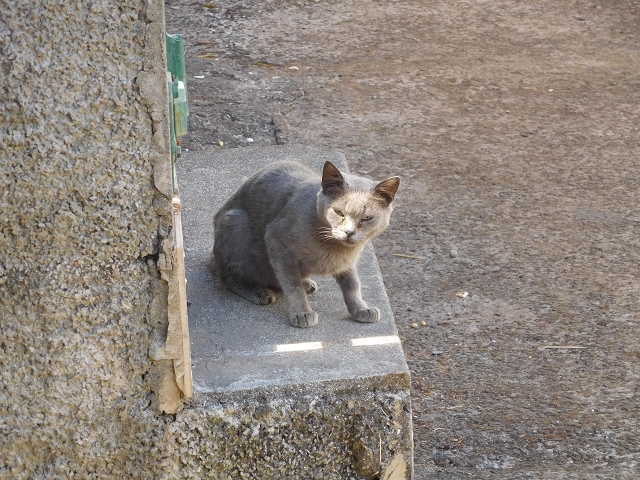 25 July 2015 3 Levadas around Ginjas — Levada da Ribeira do Passo as far as the end — photo 1