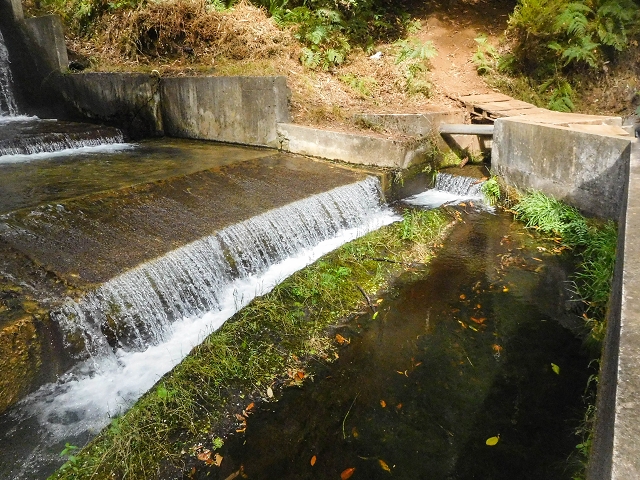 25 de agosto de 2017 Na Vereda Pau Branco de Ginjas a Estanquinhos — Na Levada da Faja do Rodrigues até ao desvio da Vereda Pau Branco — foto 1