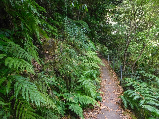 25 de agosto de 2017 Na Vereda Pau Branco de Ginjas a Estanquinhos — Na Levada da Faja do Rodrigues até ao desvio da Vereda Pau Branco — foto 11