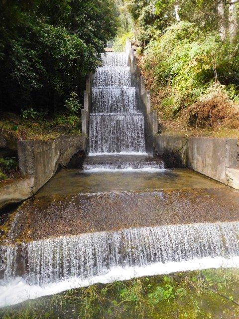 25 de agosto de 2017 Na Vereda Pau Branco de Ginjas a Estanquinhos — Na Levada da Faja do Rodrigues até ao desvio da Vereda Pau Branco — foto 2