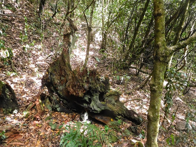 25 de agosto de 2017 Na Vereda Pau Branco de Ginjas a Estanquinhos — Seguindo por um caminho íngreme ao longo de poças e cascatas — foto 2