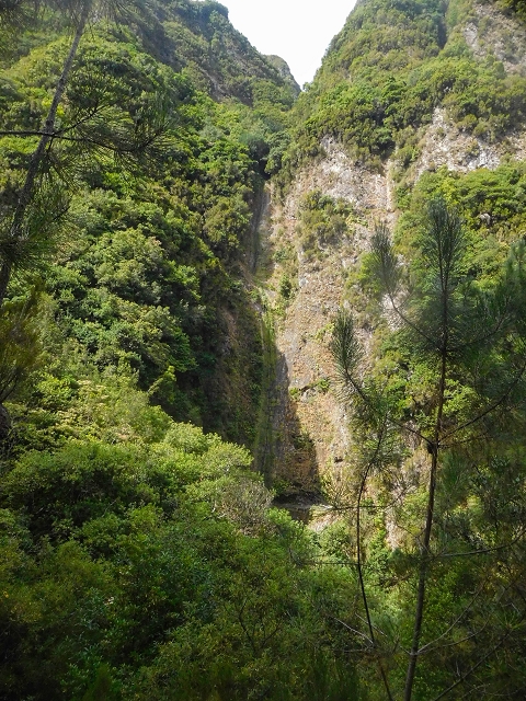 25 de agosto de 2017 Na Vereda Pau Branco de Ginjas a Estanquinhos — Na Levada da Faja do Rodrigues até ao desvio da Vereda Pau Branco — foto 3