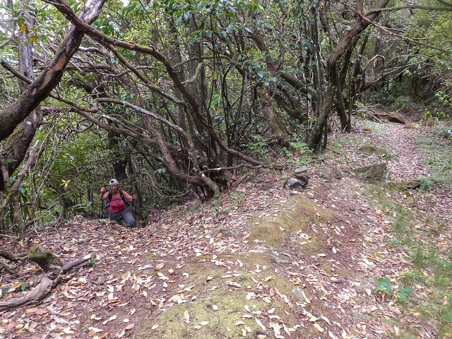 25 de agosto de 2017 Na Vereda Pau Branco de Ginjas a Estanquinhos — Na Levada do Plaino Velho até à Madre — foto 1