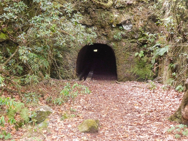 25 de agosto de 2017 Na Vereda Pau Branco de Ginjas a Estanquinhos — Na Levada do Plaino Velho até à Madre — foto 2