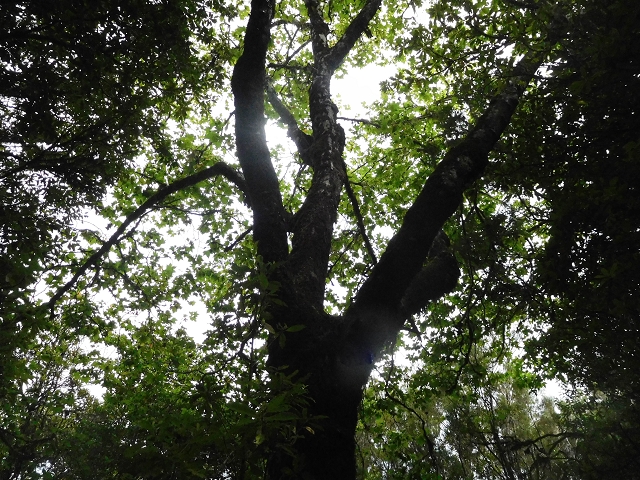 25 de agosto de 2017 Na Vereda Pau Branco de Ginjas a Estanquinhos — Na Levada do Plaino Velho até à Madre — foto 3