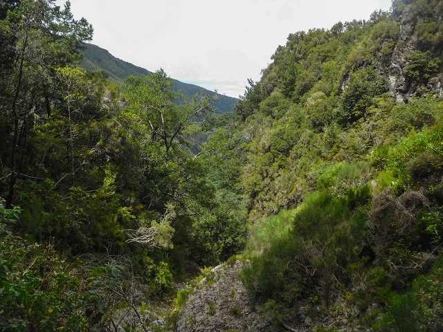 25 de agosto de 2017 Na Vereda Pau Branco de Ginjas a Estanquinhos — Na Levada do Plaino Velho até à Madre — foto 6