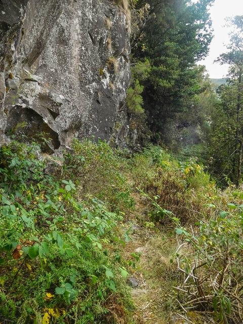 25 de agosto de 2017 Na Vereda Pau Branco de Ginjas a Estanquinhos — Na Levada do Plaino Velho até à Madre — foto 7