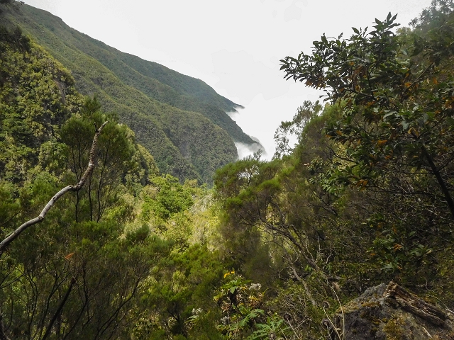 25 de agosto de 2017 Na Vereda Pau Branco de Ginjas a Estanquinhos — Na Levada do Plaino Velho até à Madre — foto 10