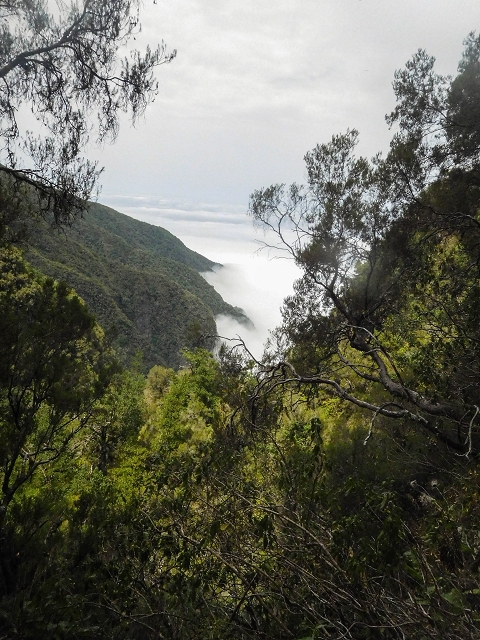 25 de agosto de 2017 Na Vereda Pau Branco de Ginjas a Estanquinhos — Na Levada do Plaino Velho até à Madre — foto 13