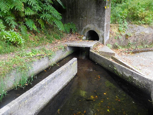25 de agosto de 2017 Na Vereda Pau Branco de Ginjas a Estanquinhos — Na Levada da Faja do Rodrigues até ao desvio da Vereda Pau Branco — foto 5