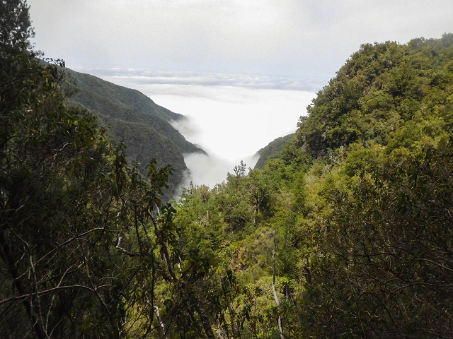 25 de agosto de 2017 Na Vereda Pau Branco de Ginjas a Estanquinhos — Na Levada do Plaino Velho até à Madre — foto 14