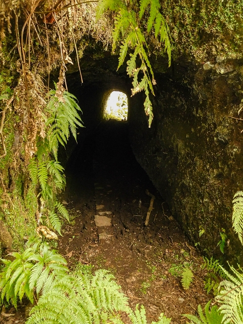 25 de agosto de 2017 Na Vereda Pau Branco de Ginjas a Estanquinhos — Na Levada do Plaino Velho até à Madre — foto 17