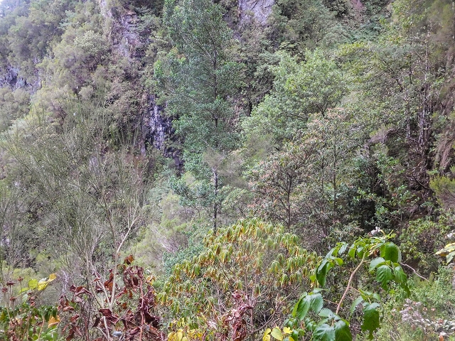 25 de agosto de 2017 Na Vereda Pau Branco de Ginjas a Estanquinhos — Na Levada do Plaino Velho até à Madre — foto 19