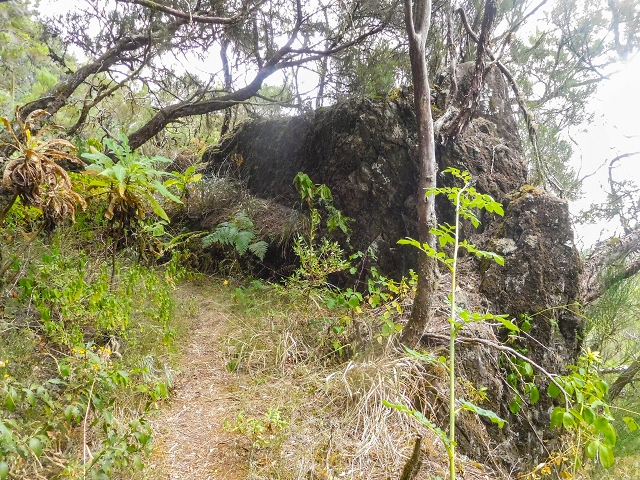 25 de agosto de 2017 Na Vereda Pau Branco de Ginjas a Estanquinhos — Na Levada do Plaino Velho até à Madre — foto 20