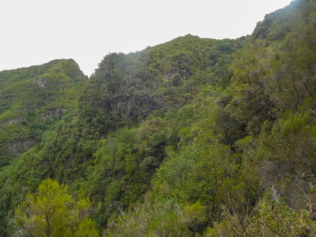 25 de agosto de 2017 Na Vereda Pau Branco de Ginjas a Estanquinhos — Na Levada do Plaino Velho até à Madre — foto 22