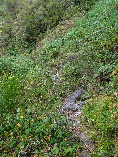 25 de agosto de 2017 Na Vereda Pau Branco de Ginjas a Estanquinhos — Na Levada do Plaino Velho até à Madre — foto 23