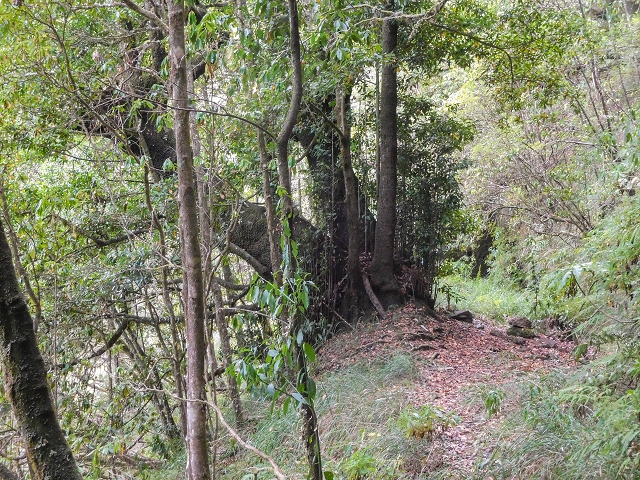 25 de agosto de 2017 Na Vereda Pau Branco de Ginjas a Estanquinhos — Na Levada do Plaino Velho até à Madre — foto 24