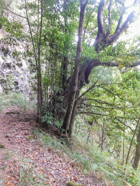 25 de agosto de 2017 Na Vereda Pau Branco de Ginjas a Estanquinhos — Na Levada do Plaino Velho até à Madre — foto 25