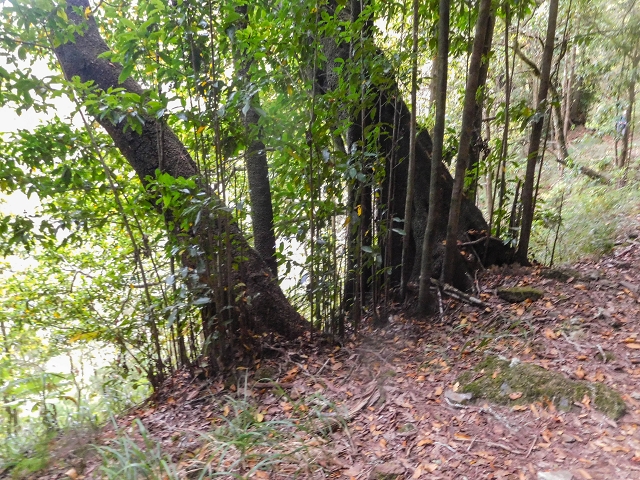 25 de agosto de 2017 Na Vereda Pau Branco de Ginjas a Estanquinhos — Até à Madre da Levada dos Pombais inf e de volta ao caminho para a levada de cima — foto 1
